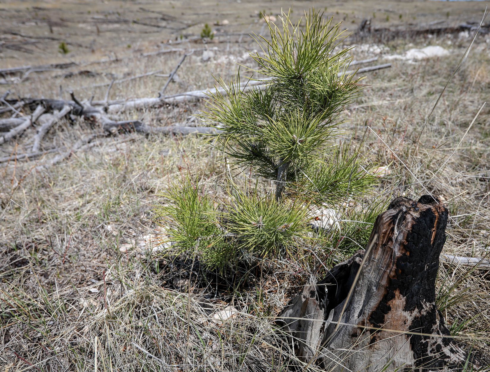 Jasper Fire Tree Planting